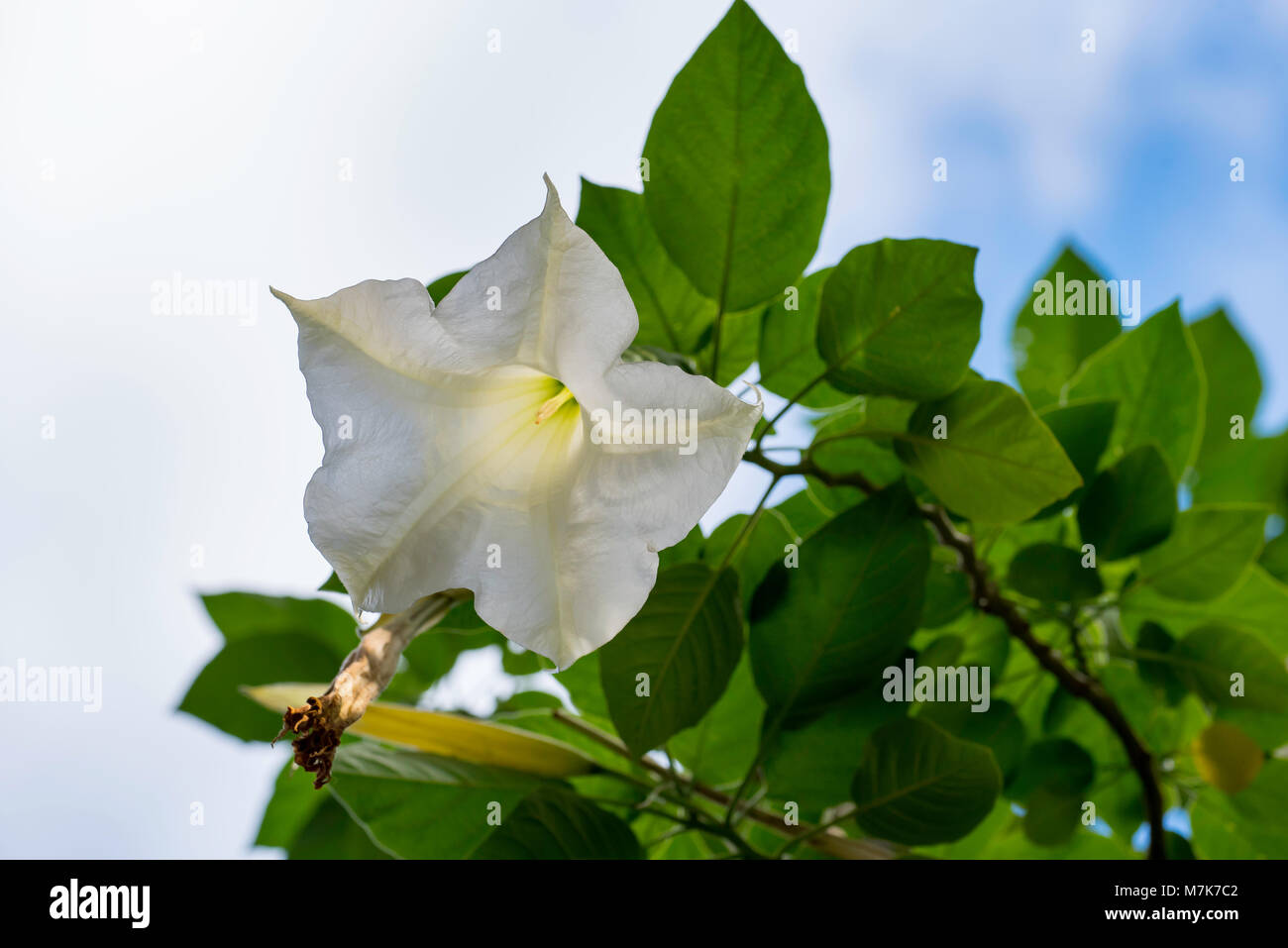 A Brugmansia or Angel's Trumpet viewed from below. Native to South America, they are common in other countries including Australia Stock Photo