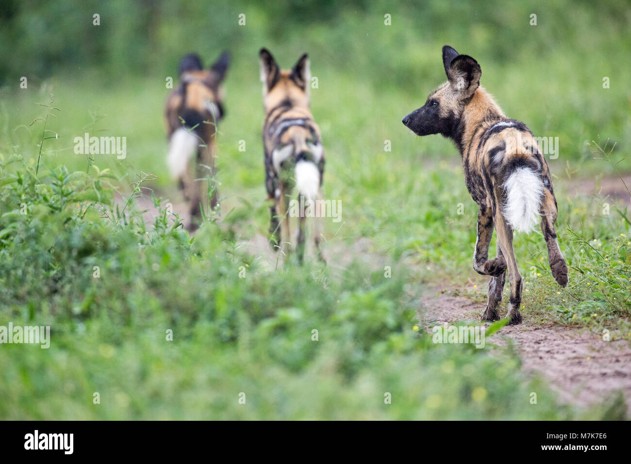 African Wild Dogs (Lycaon pictus). On the move. Botswana. Alternative popular names, African Hunting Dogs, African Painted Dogs, Painted Wolves. White Stock Photo