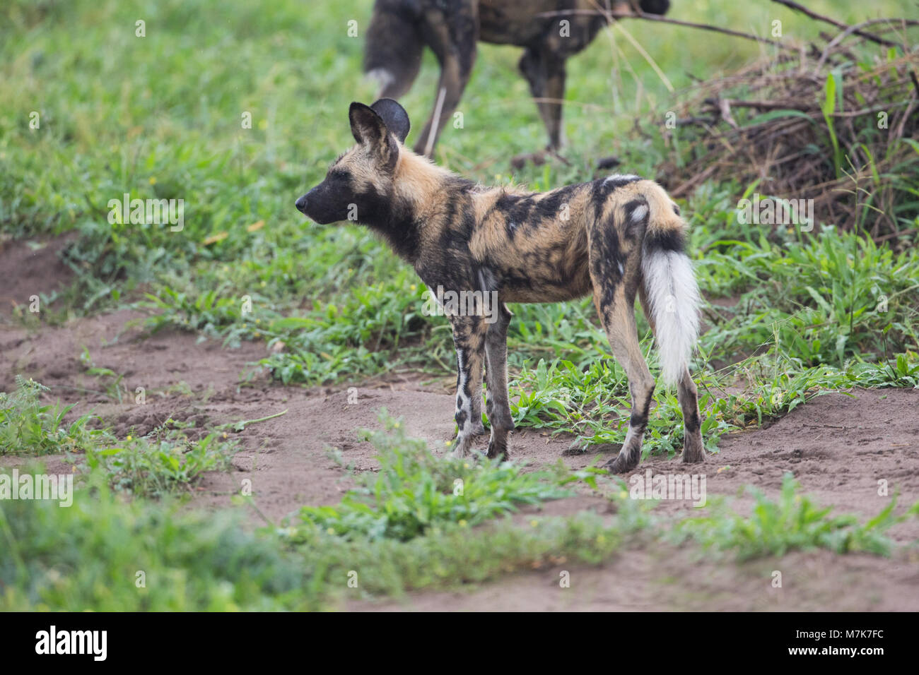African Hunting Dog, or African Wild Dog or African Painted Dog or Painted Wolf (Lycaon pictus). Senses of sight, smell and hearing alert. Stock Photo