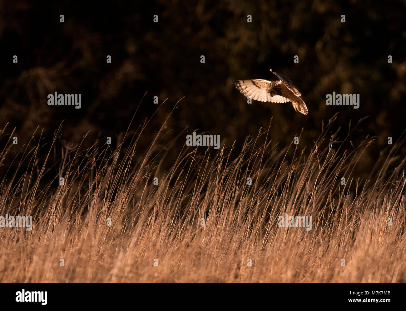 A backlit wild Short Eared Owl (Asio Flammeus) hovers over unsuspecting prey at sunset, Gloucestershire Stock Photo