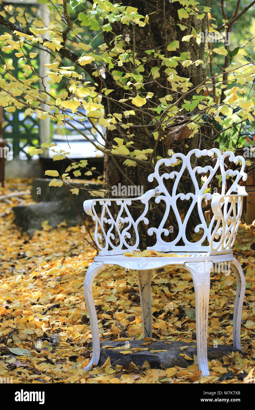 A chair under the ginkgo tree with many fallen leaves in autumn Stock Photo