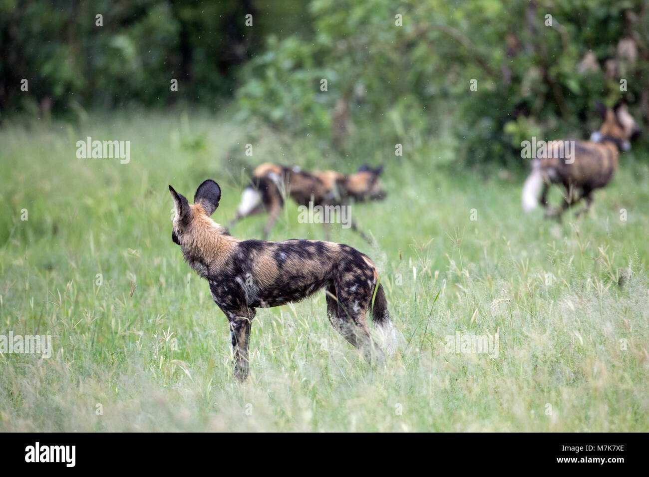 African Hunting Dog, or African Wild Dog or African Painted Dog or Painted Wolf (Lycaon pictus). Senses of sight, smell and with ear pinna laid back,  Stock Photo