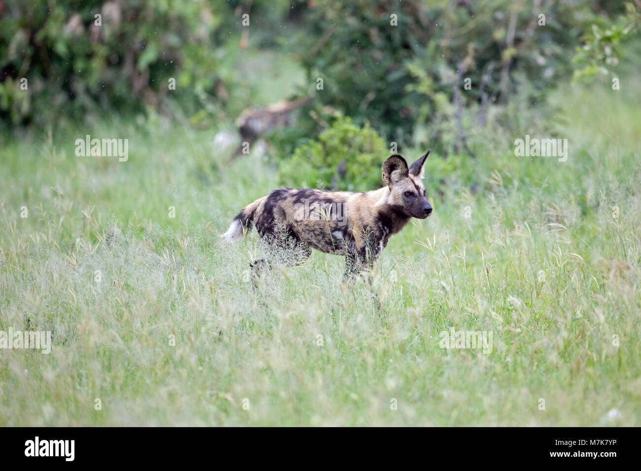 African Hunting Dog, African Wild Dog, or Painted Dog or Painted Wolf, (Lycaon pictus). A pack member positioning itself around bush cover, ready to m Stock Photo