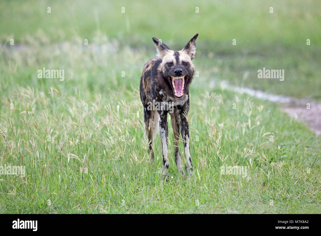 African Hunting Dog, African Wild Dog, or Painted Dog or Painted Wolf, (Lycaon pictus). Facial grimace, jaws open, a threat to another, revealing inci Stock Photo