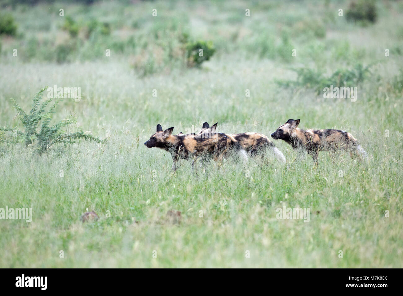 African Hunting Dog, African Wild Dog, or Painted Dog or Painted Wolf, (Lycaon pictus). Pack members positioning themselves around bush cover, ready t Stock Photo