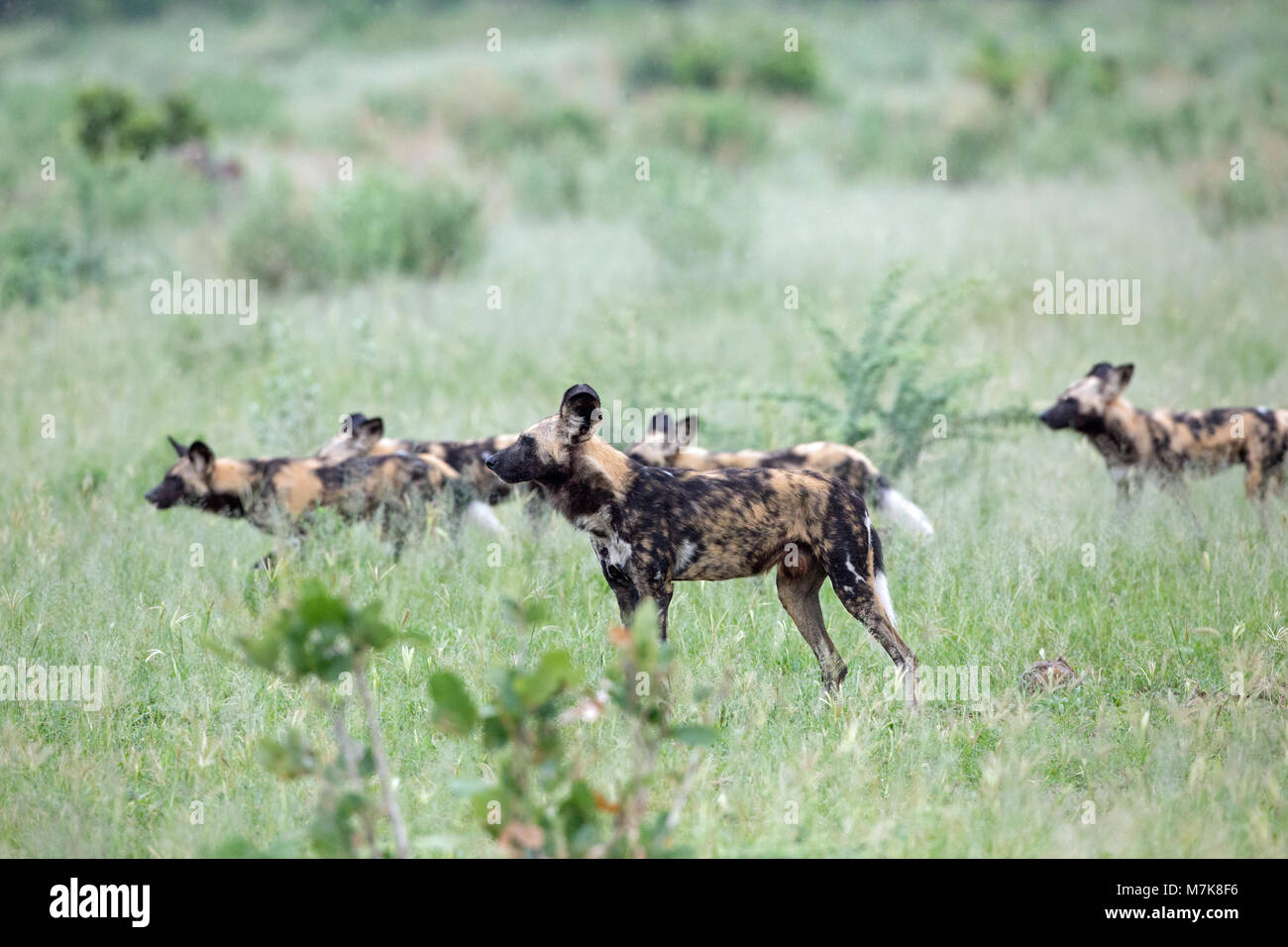 African Hunting Dog, African Wild Dog, or Painted Dog or Painted Wolf, (Lycaon pictus). Pack members positioning themselves around bush cover, ready t Stock Photo