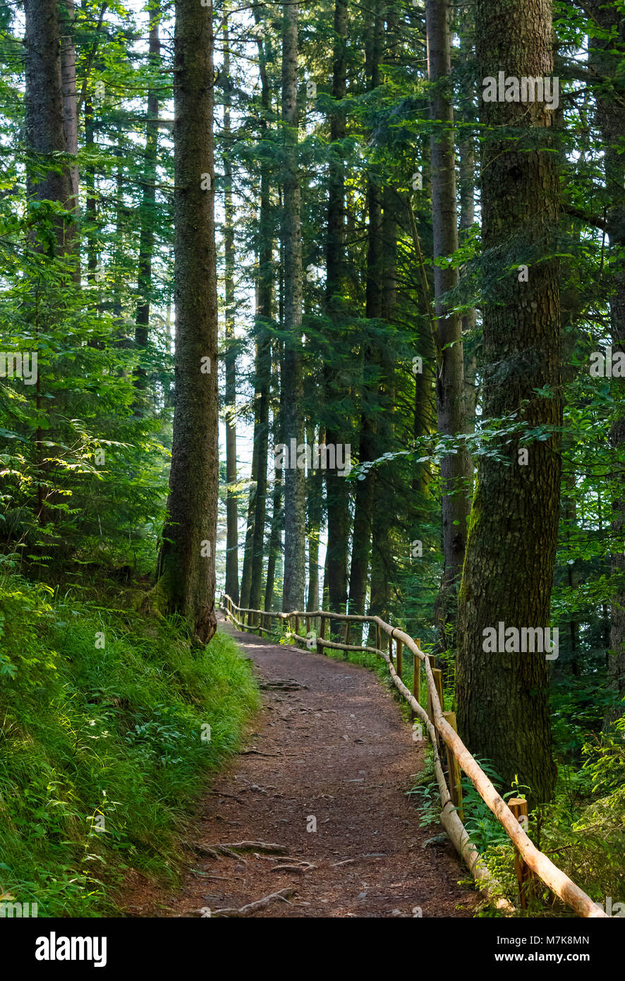 forest trail among the tall trees in the morning. lovely nature ...