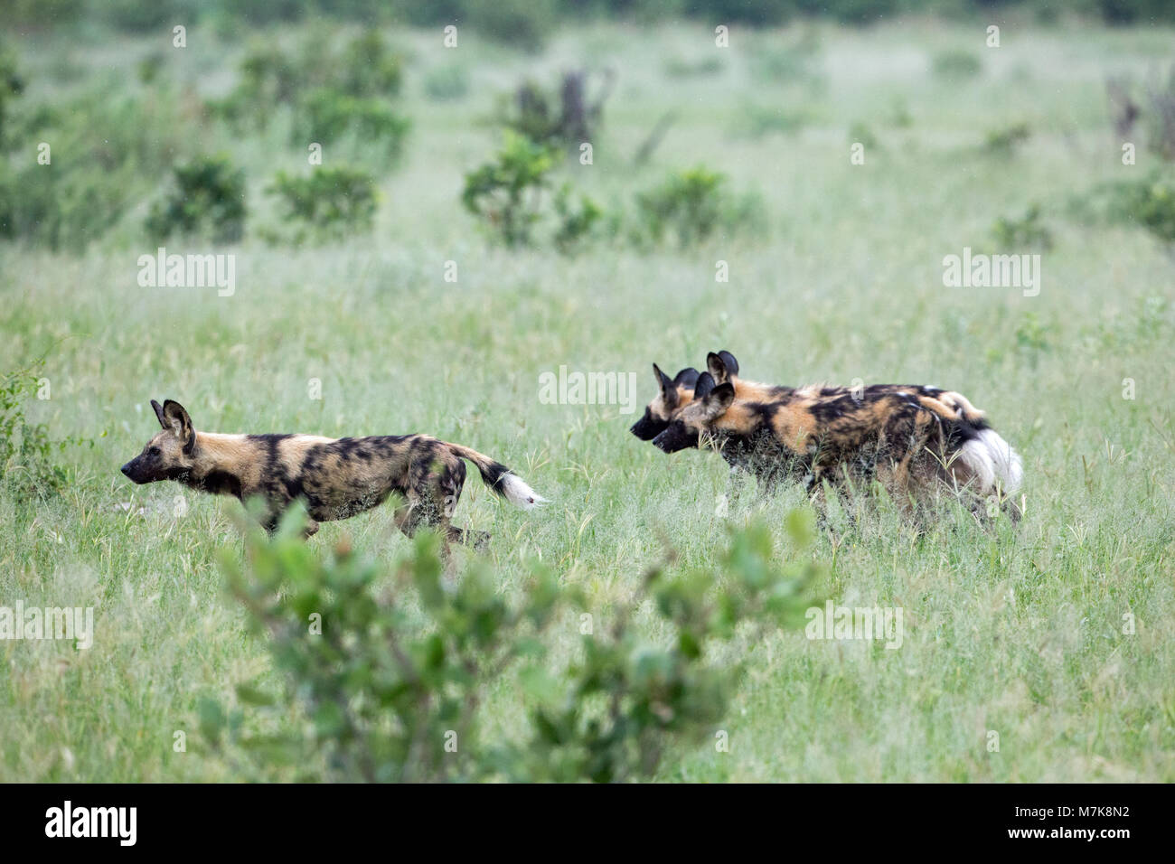 African Hunting Dog, African Wild Dog, or Painted Dog or Painted Wolf, (Lycaon pictus). Pack members positioning themselves around bush cover, ready t Stock Photo