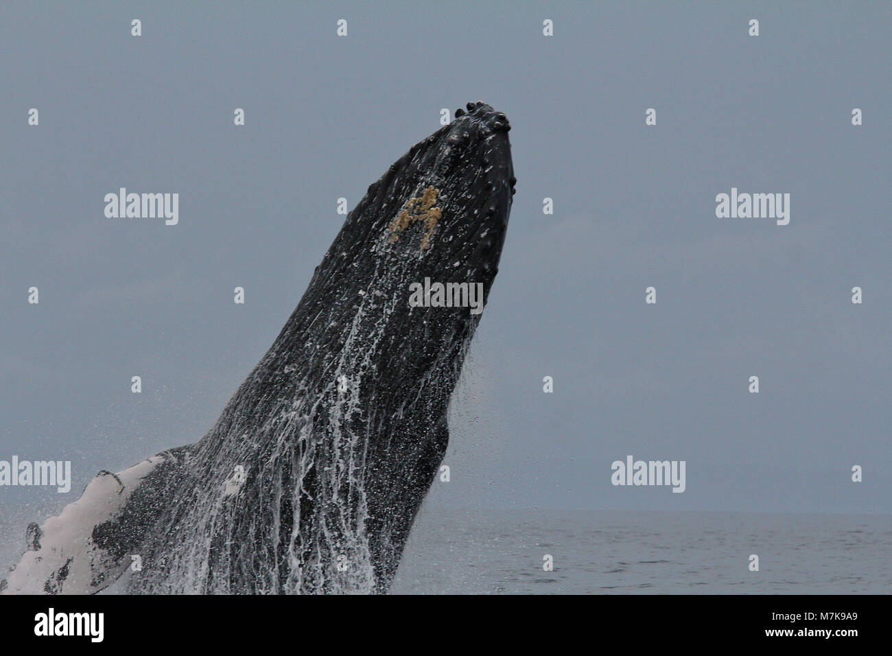 humpback whale breaching near Maui, HAwaii Stock Photo - Alamy