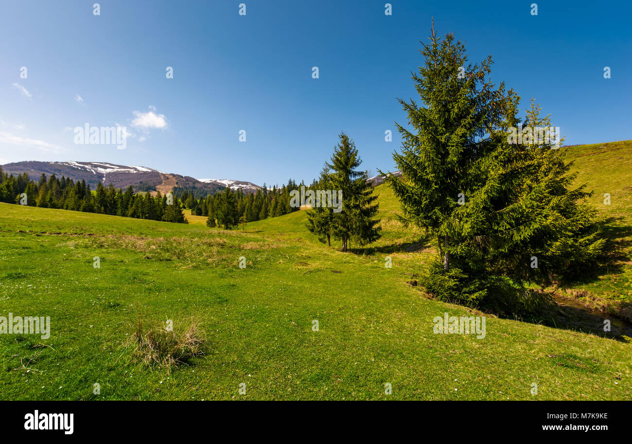 coniferous forest on a grassy hillside. lovely springtime scenery at the foot of Borzhava mountain ridge. location - Pylypets, TransCarpathian region, Stock Photo