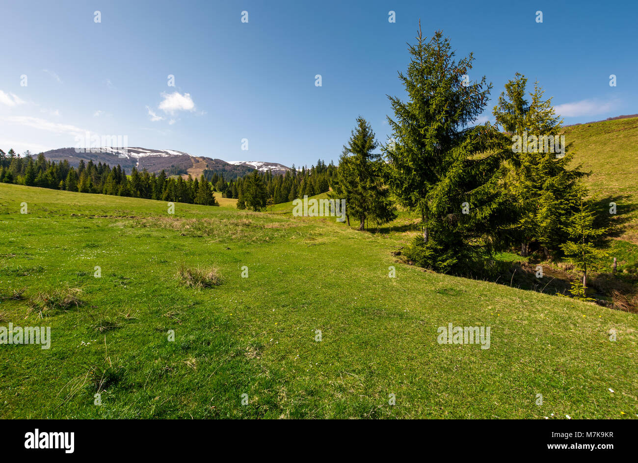 coniferous forest on a grassy hillside. lovely springtime scenery at the foot of Borzhava mountain ridge. location - Pylypets, TransCarpathian region, Stock Photo