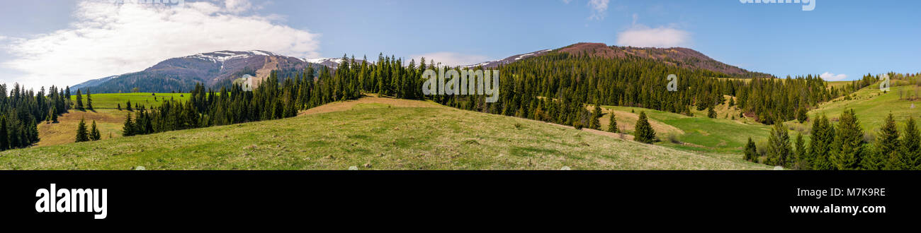 panorama of mountainous landscape in springtime. lovely scenery with spruce trees on grassy hillsides. mountain ridge with snowy peaks in the distance Stock Photo