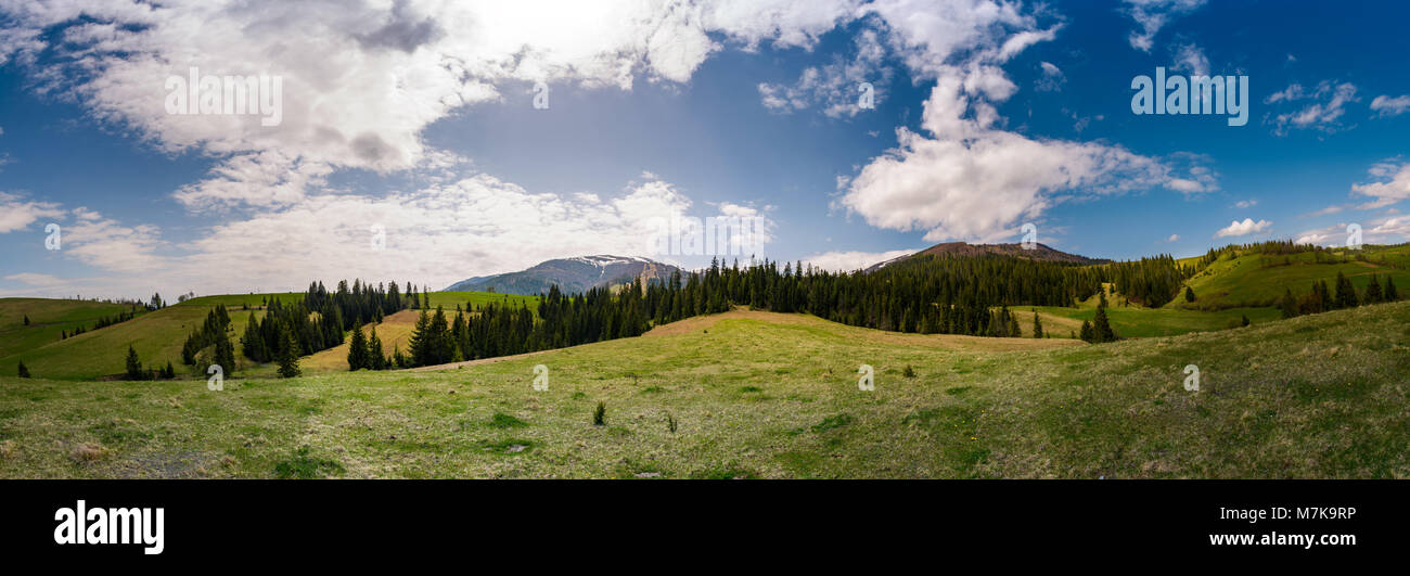 beautiful panorama of mountainous area in spring. spruce forest on grassy hills of Pylypets valley. Borzhava mountain ridge with snowy tops in the dis Stock Photo