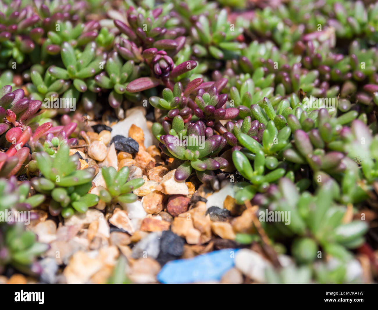 Succulent plant. Sedum rubrotinctum. Stock Photo