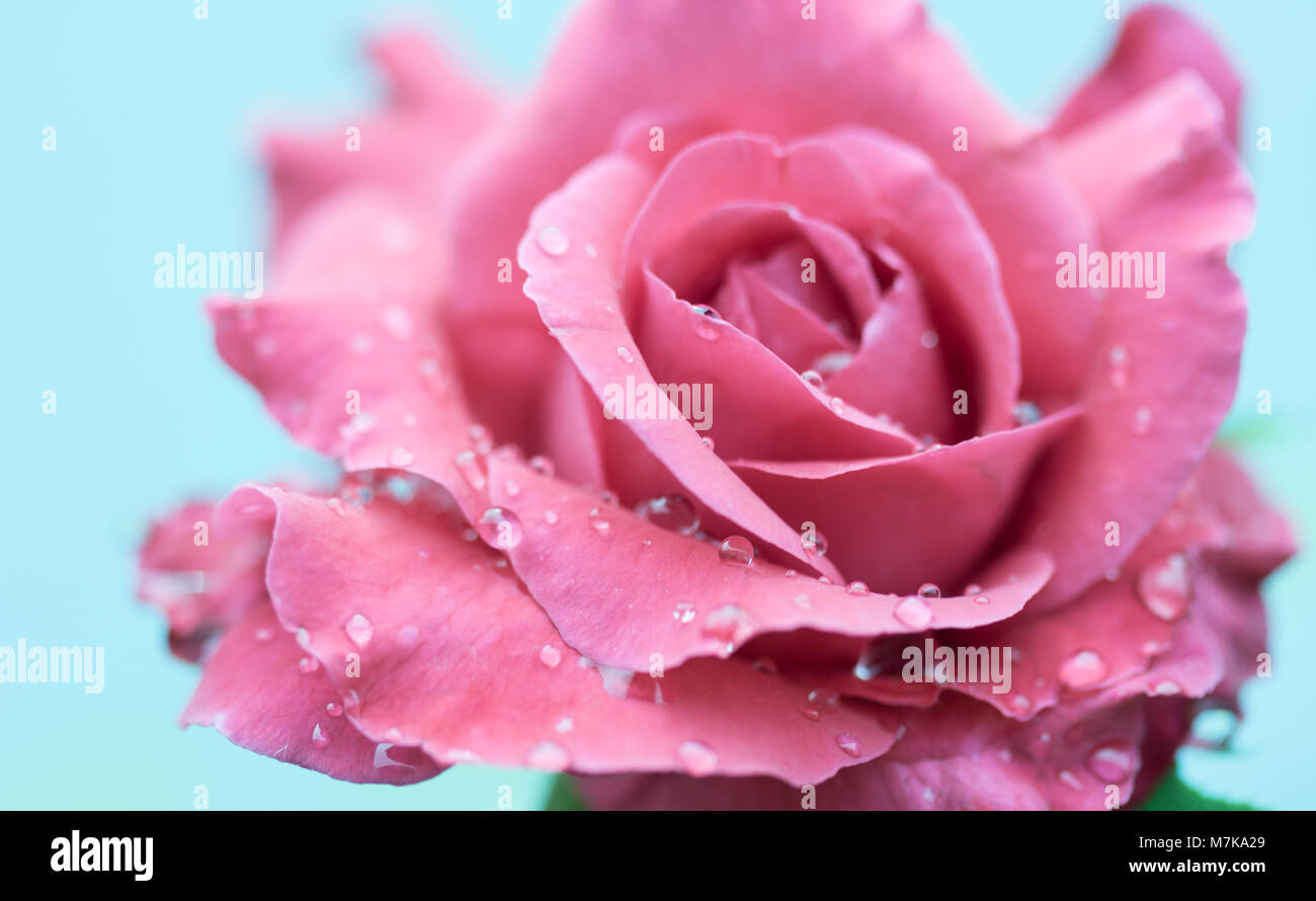 macro of rose with water drops Stock Photo - Alamy