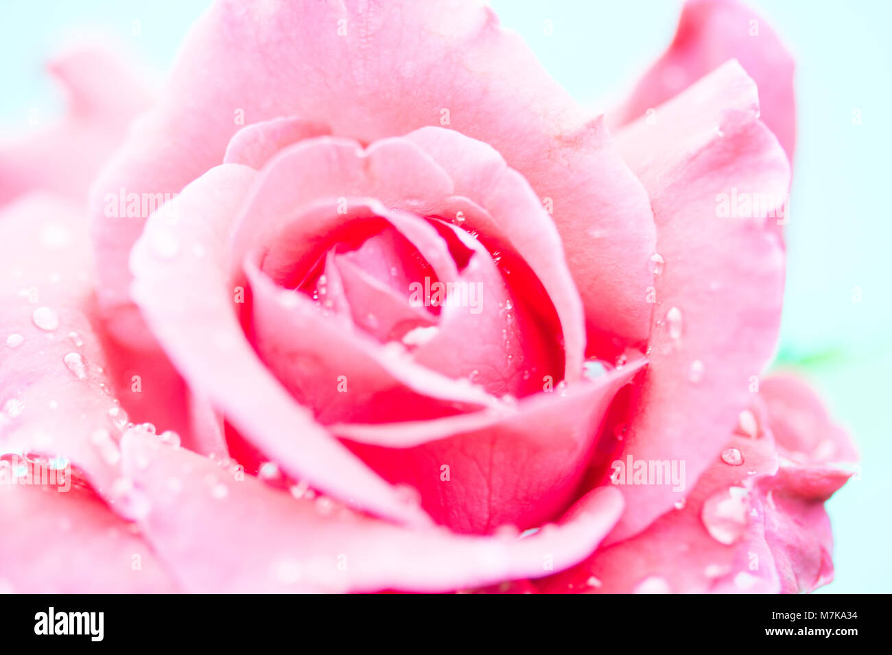 macro of rose with water drops Stock Photo - Alamy