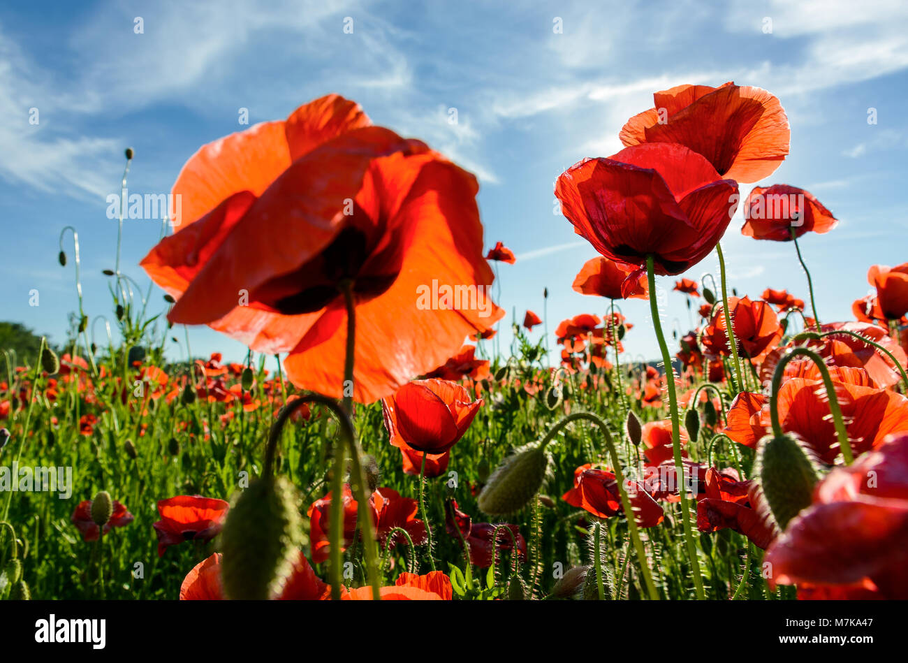 poppy flowers field under the blue sky with clouds. beautiful summer ...