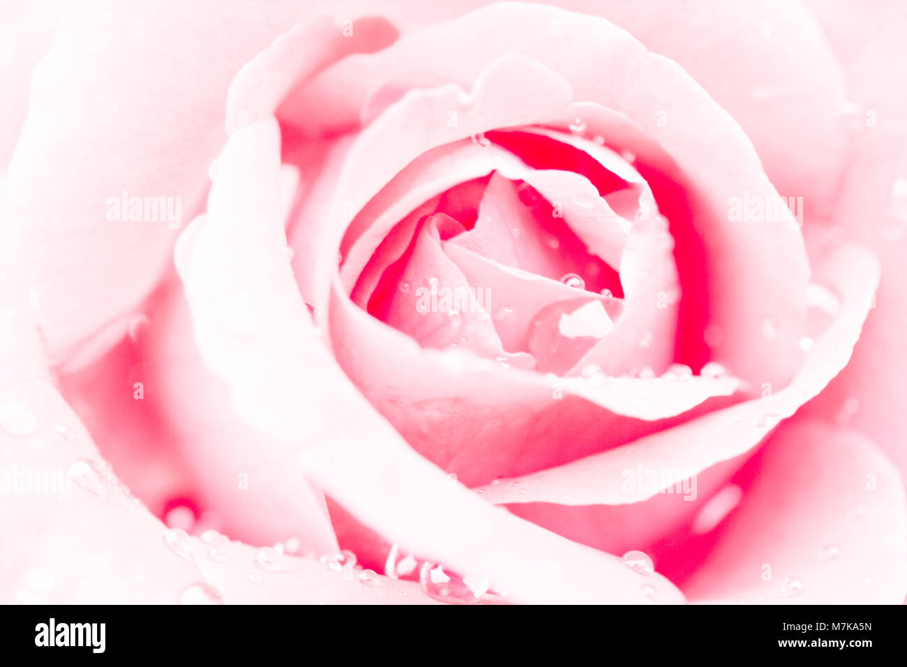 macro of rose with water drops Stock Photo - Alamy