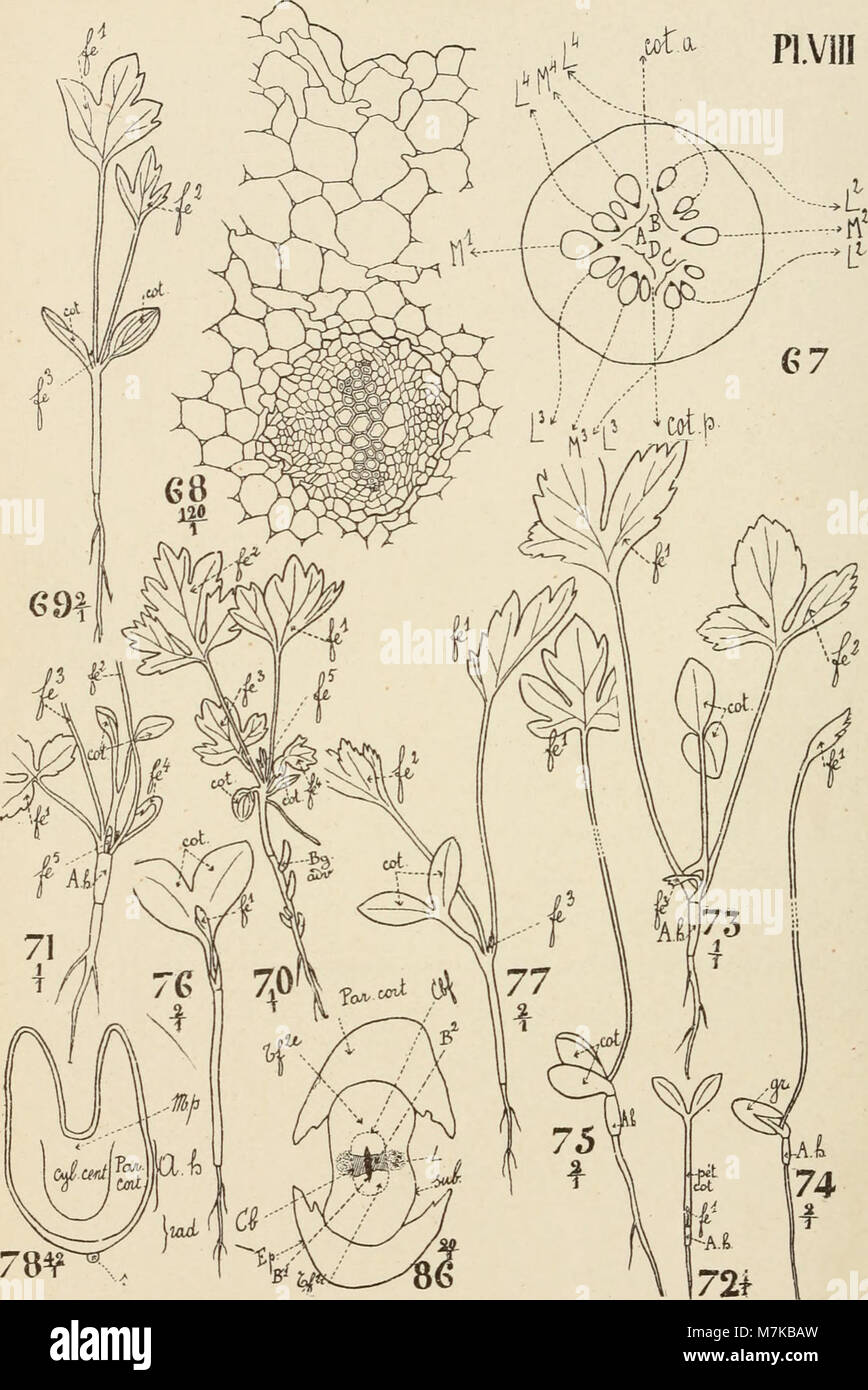 A historical record from the Botanical Institute of the University of ...
