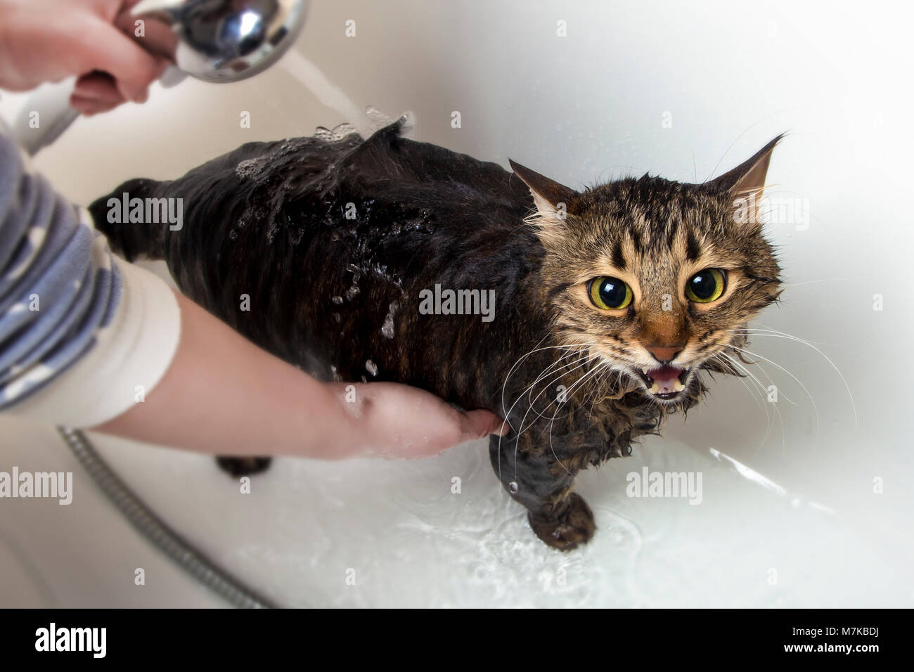 Сколько можно мыть кошек. Кошка моется стоковое фото. Cat in Bath. Как правильно купать котенка. Stroking Cat.