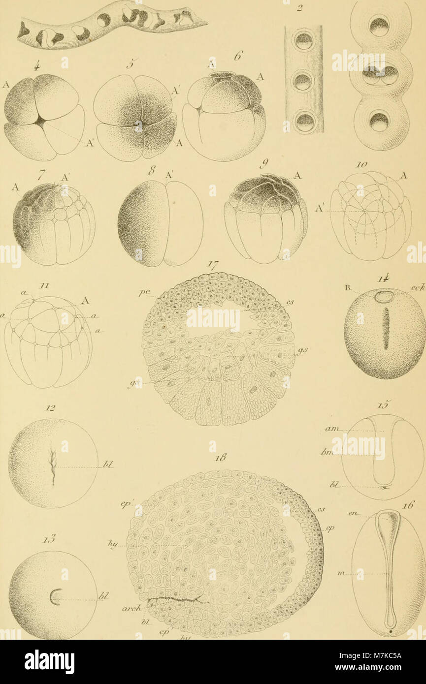 Archives de zoologie expérimentale et générale (1890) (19702977524) Stock Photo