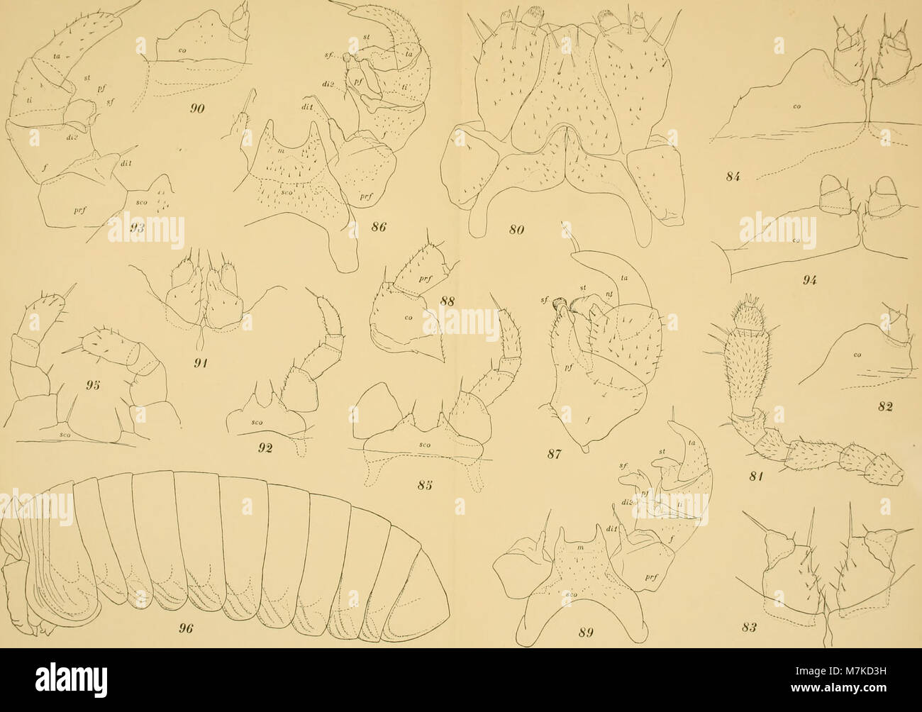 This title refers to the 1913 issue of 'Archives de Zoologie ...