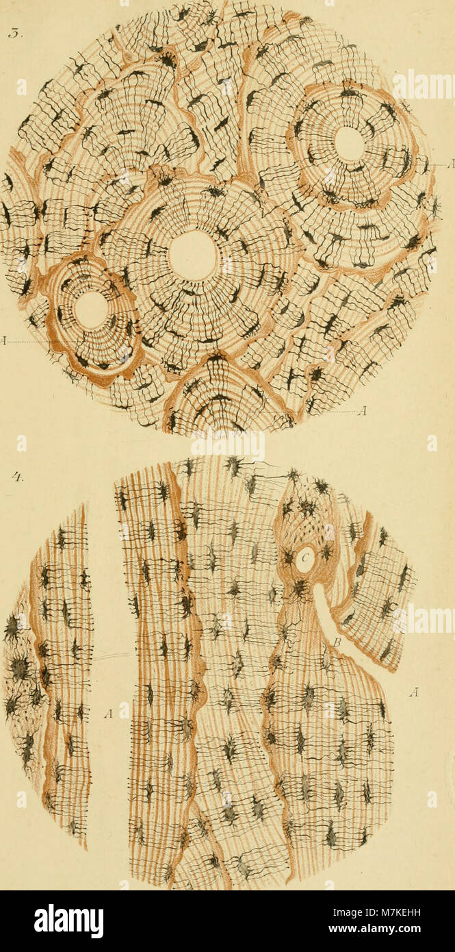 Microscopic view of biological structures hi-res stock photography and ...