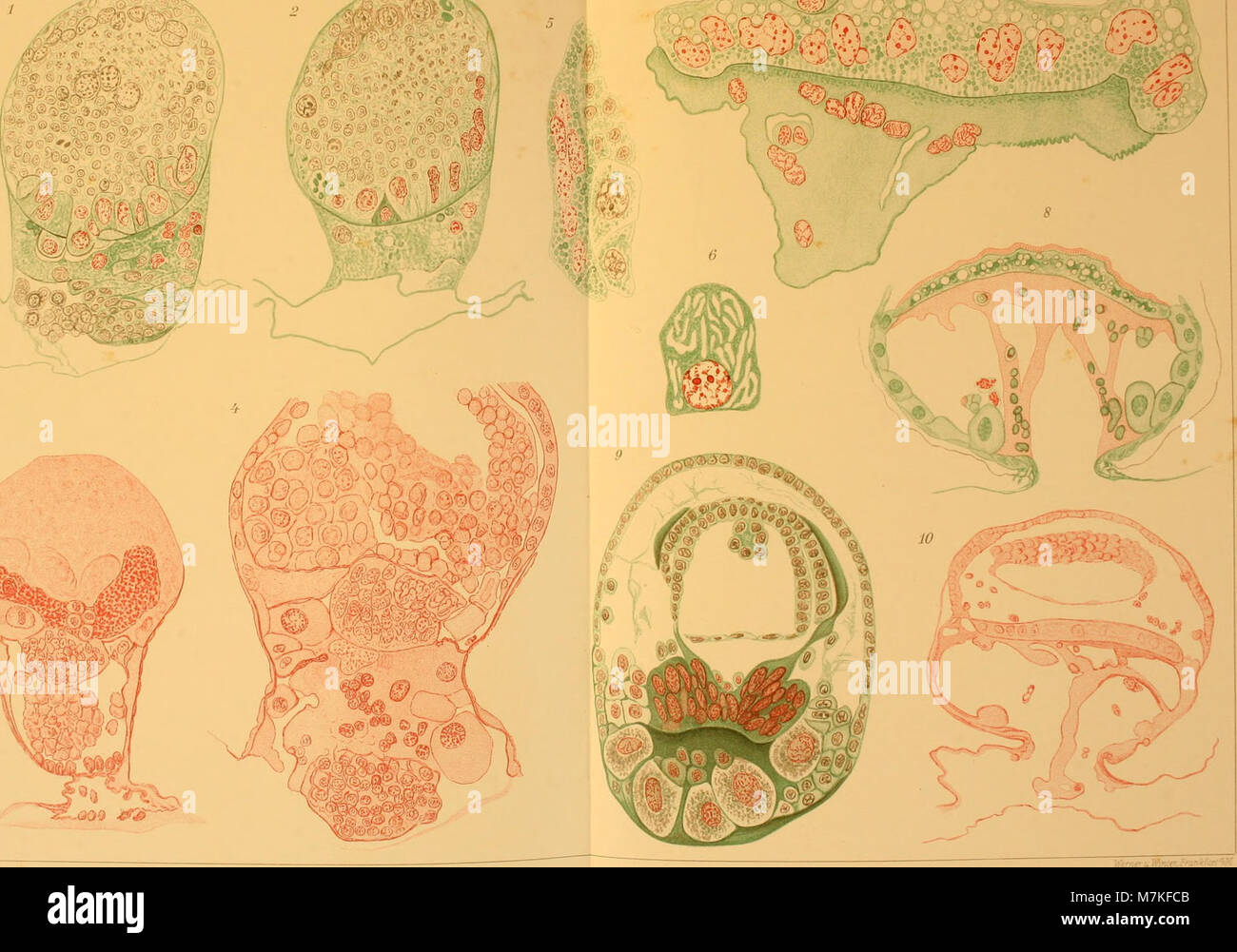 Archiv für mikroskopische Anatomie (1912) (20303694336) Stock Photo