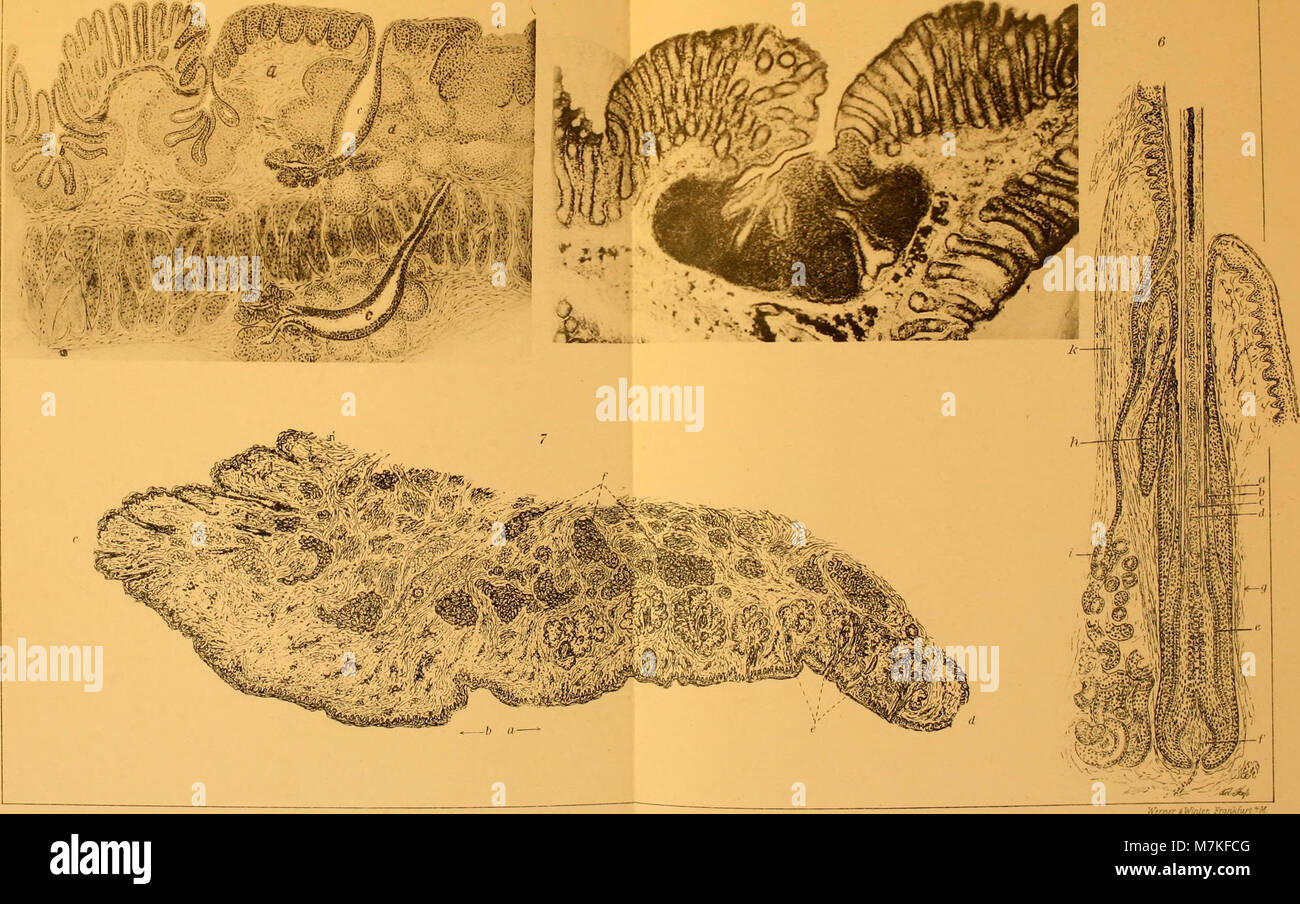 Archiv für mikroskopische Anatomie (1912) (20303792536) Stock Photo