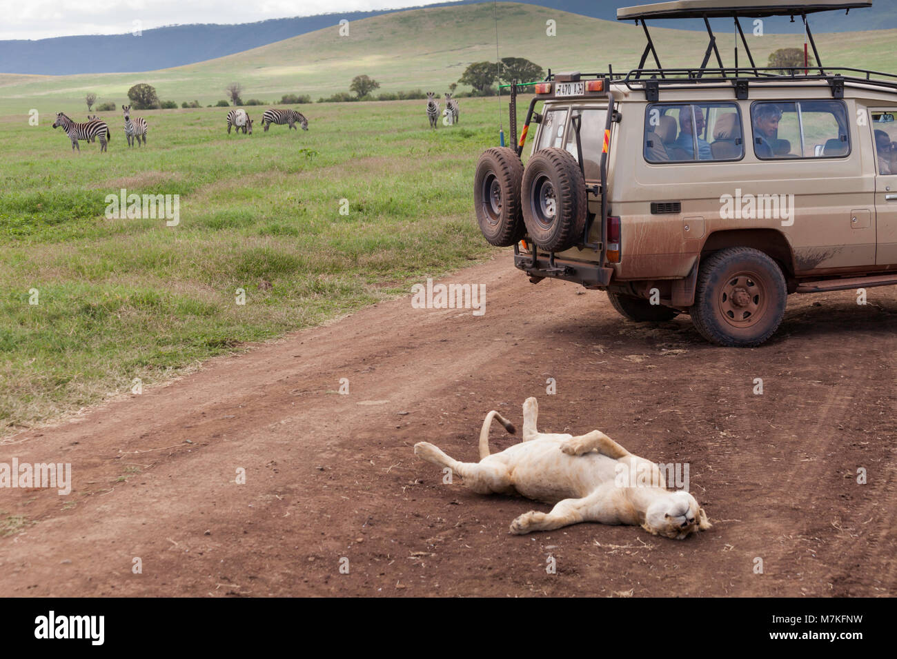 A lion sleeps on the road in the Ngoronogoro Crater National Park, Tanzania while the zebras look on. Stock Photo