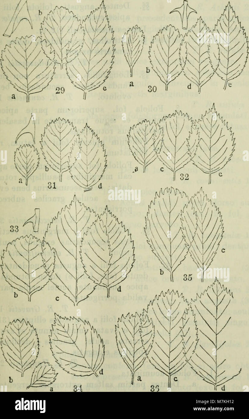 20th century taxonomy hi-res stock photography and images - Alamy
