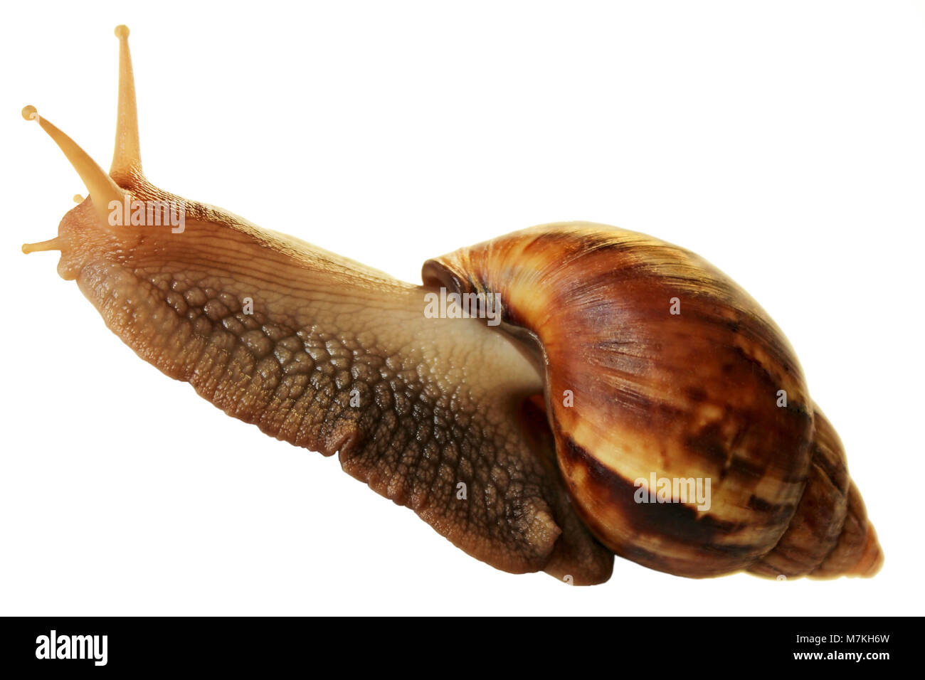 Achatina snail isolated on white background. Stock Photo
