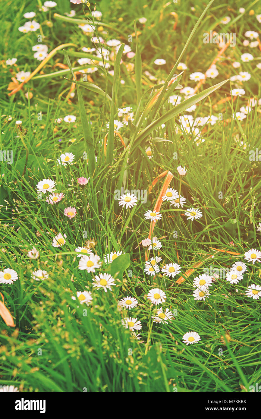 Blooming daisies in the garden in Brecon Beacons in South Wales in the South of Wales of the United Kingdom, UK. Toned Stock Photo