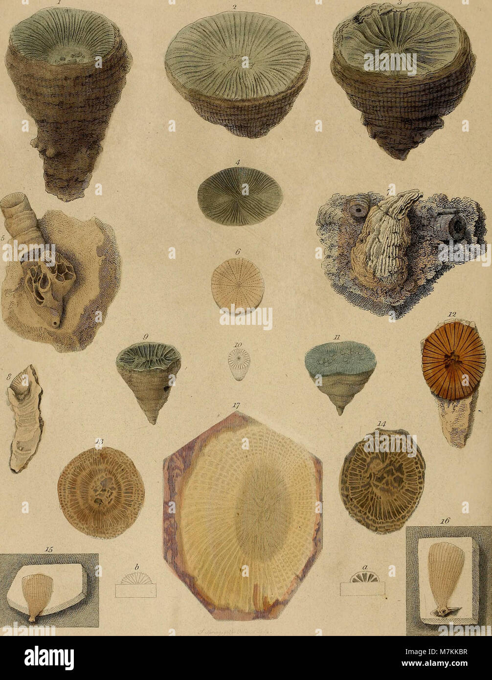 A pictorial atlas of fossil remains, consisting of coloured illustrations selected from Parkinson's 'Organic remains of a former world,' and Artis's 'Antediluvian phytology.' (1850) (14779033222) Stock Photo