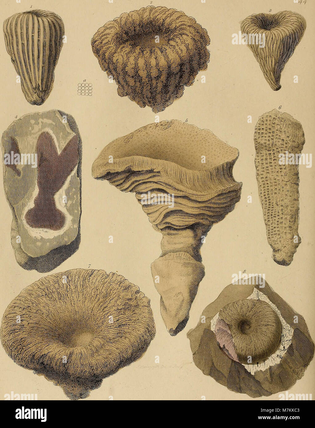 A pictorial atlas of fossil remains, consisting of coloured illustrations selected from Parkinson's 'Organic remains of a former world,' and Artis's 'Antediluvian phytology.' (1850) (14799285203) Stock Photo