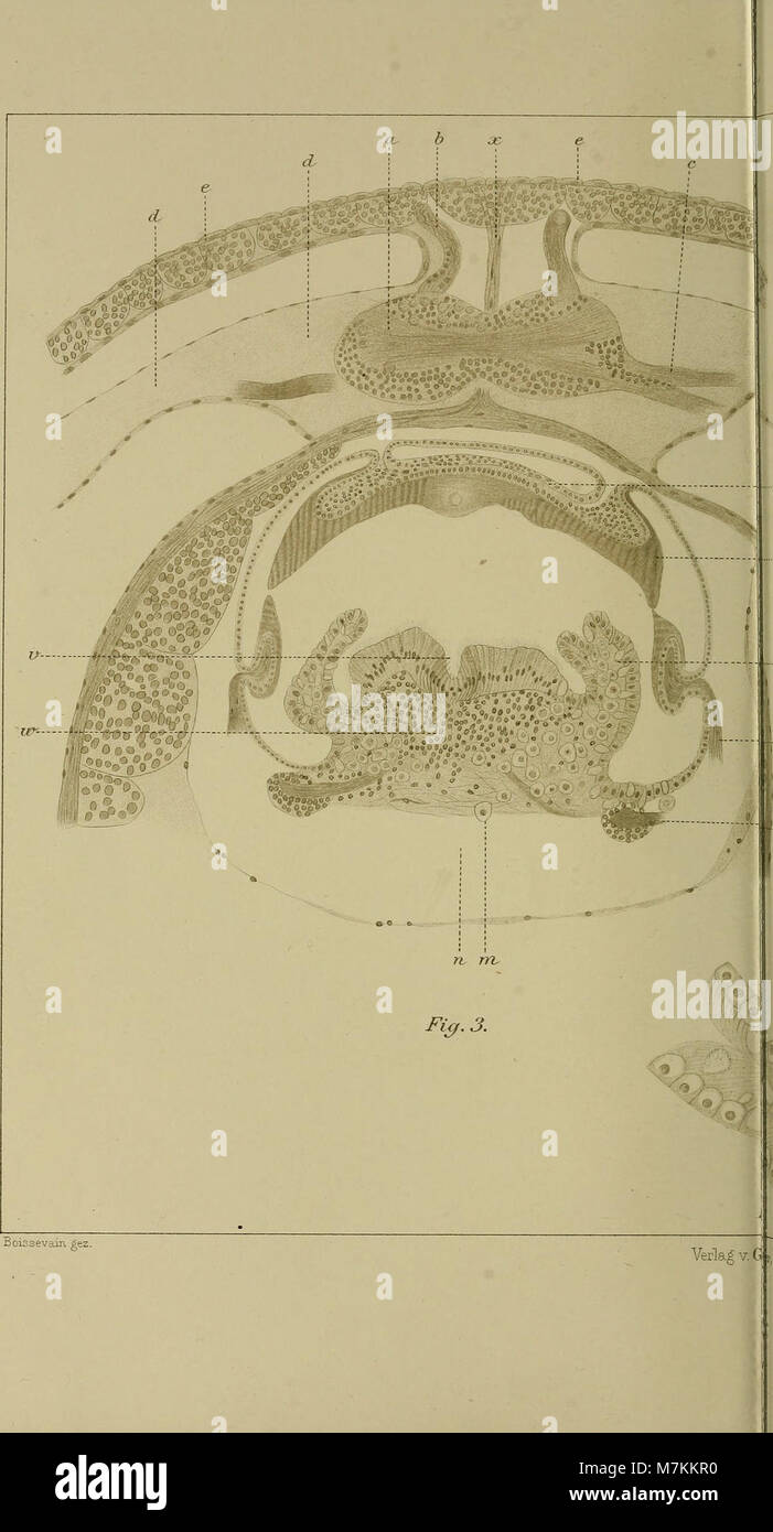 Beiträge zur Anatomie und Histologie von Dentalium (1903) (20174700218) Stock Photo