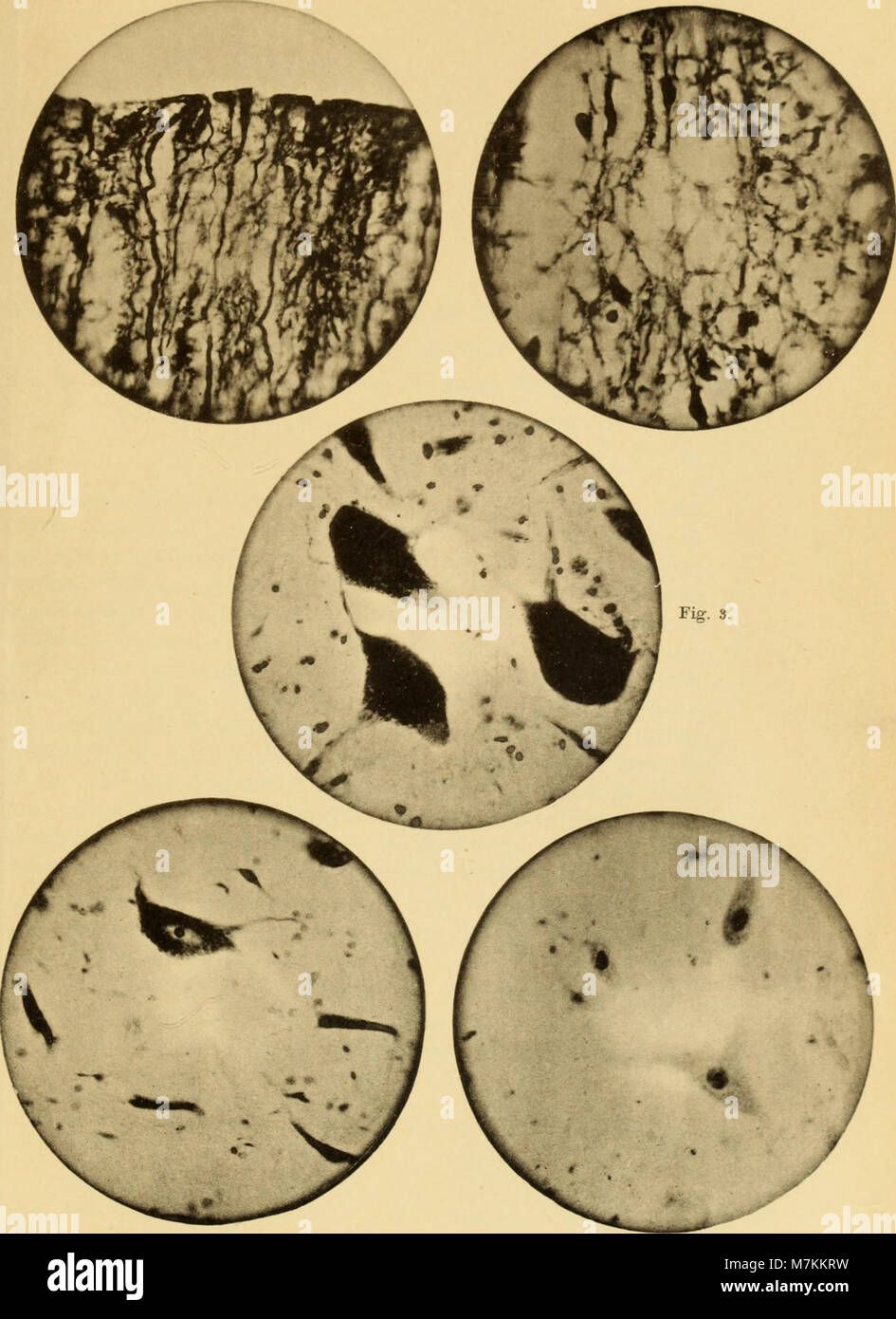 Beiträge zur chemischen Physiologie und Pathologie; zeitschrift für die gesamte Biochemie (1905) (19741970663) Stock Photo