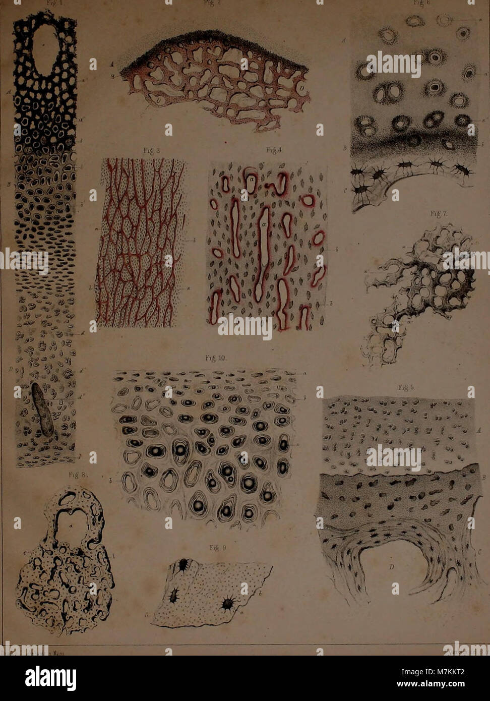 Skeletal Development Abstract Research examines anatomy development hi-res stock photography and ...