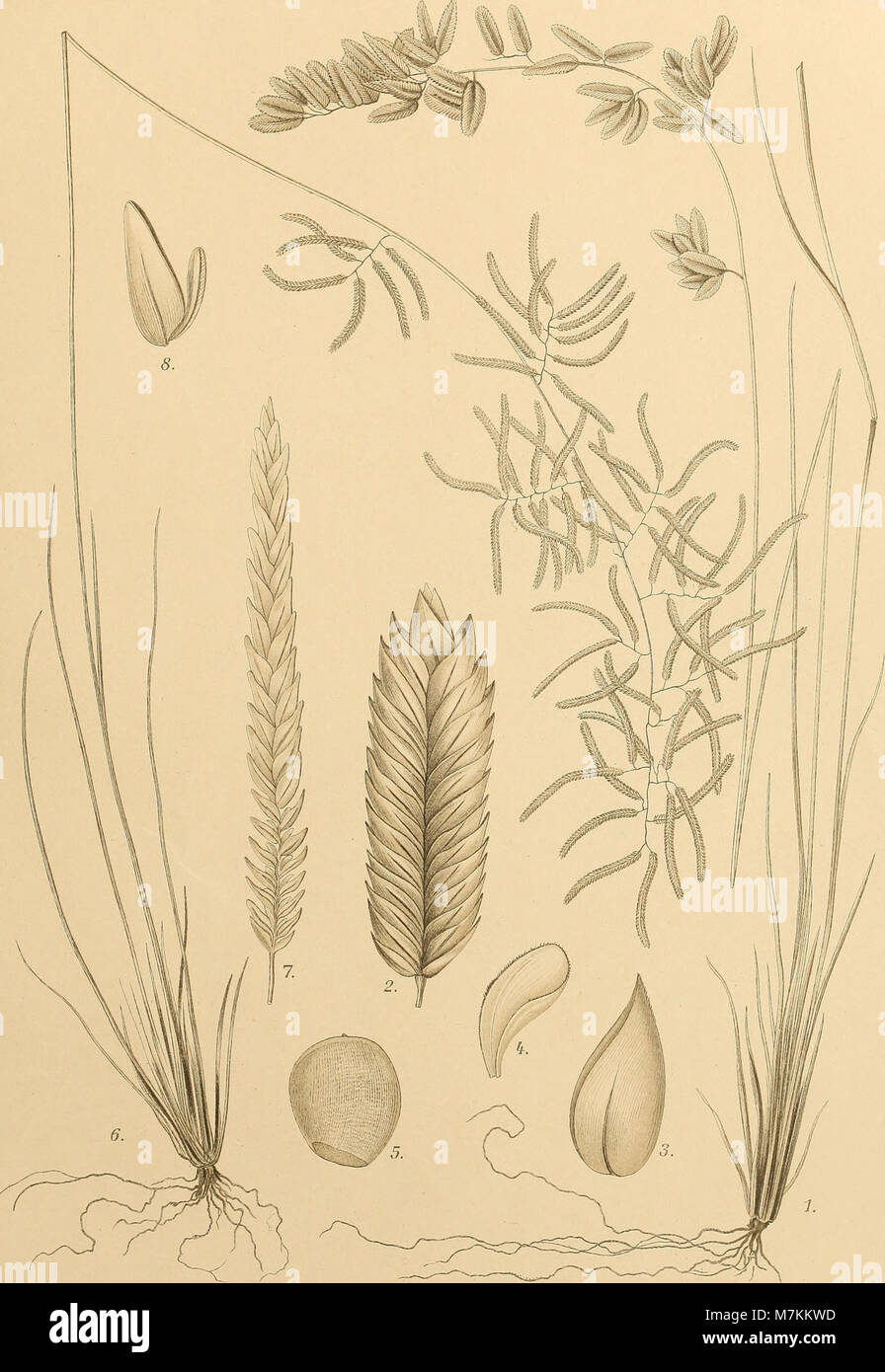 Beiträge zur Flora und Pflanzengeographie Australiens (1914) (19742272633) Stock Photo