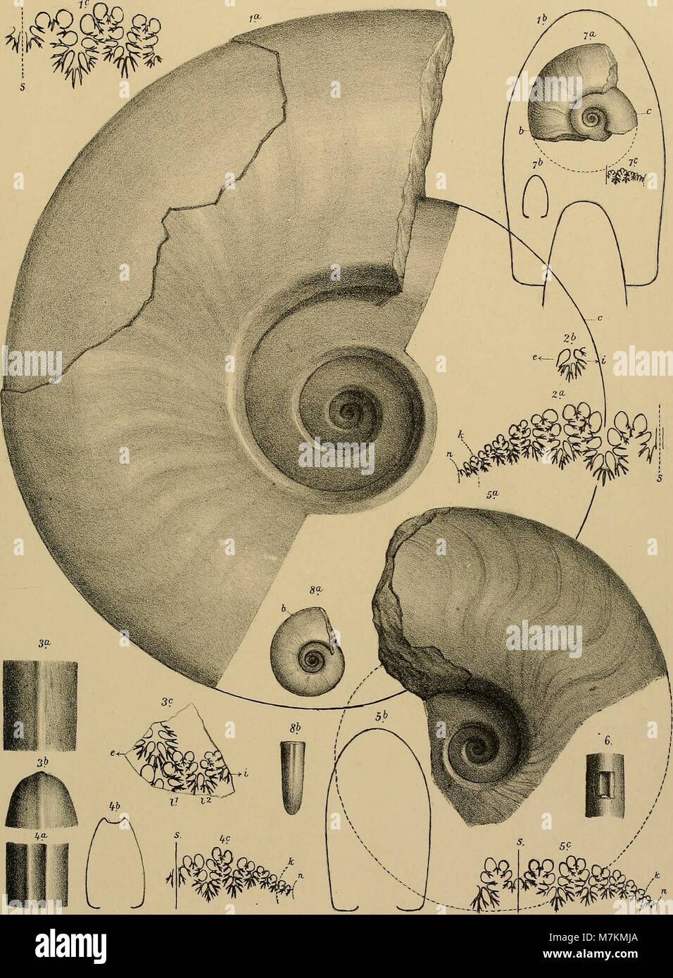 The 1897–1898 volume reports paleontological and geological research ...