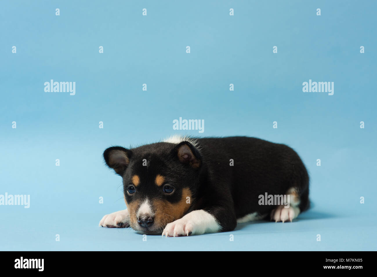 Studio photo of little dog at isolated blue background. Stock Photo