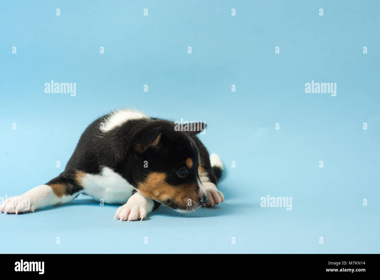Studio photo of little dog at isolated blue background. Puppy looks away. Stock Photo