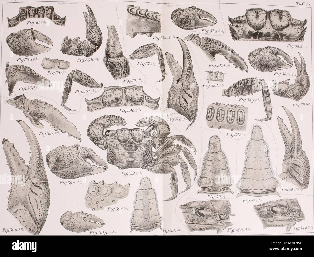 A 1895 scientific report by Captain Storm detailing the collection and ...