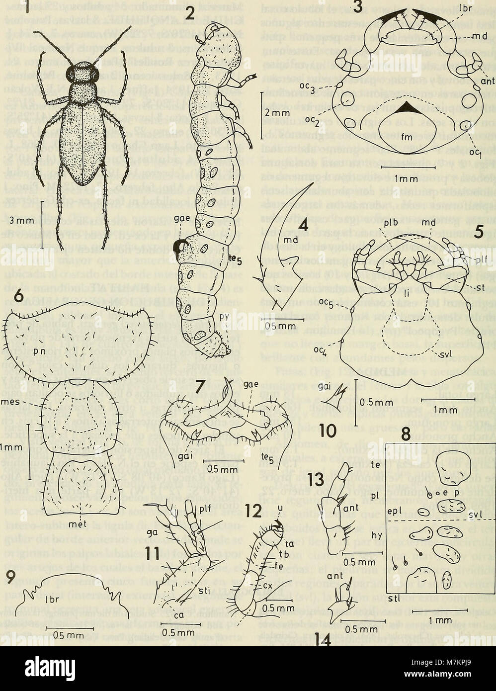 Boletin de la Sociedad de Biología de Concepción (1983) (20388484655) Stock Photo