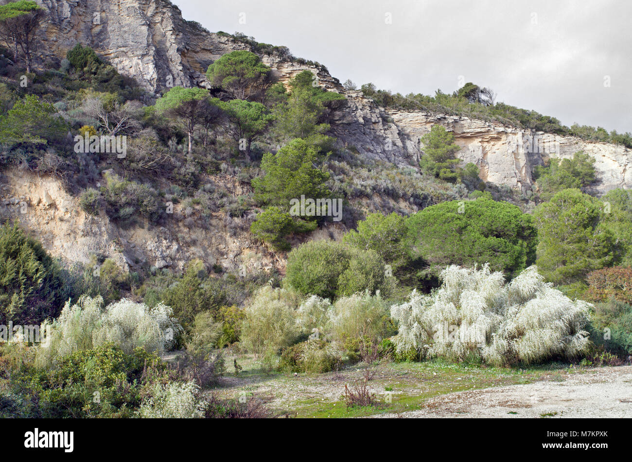 Breña y Marismas de Barbate Natural Park is the 2nd largest coastal reserve in Spain's Andalusia region. Here are seen pine forested coastal slopes. Stock Photo