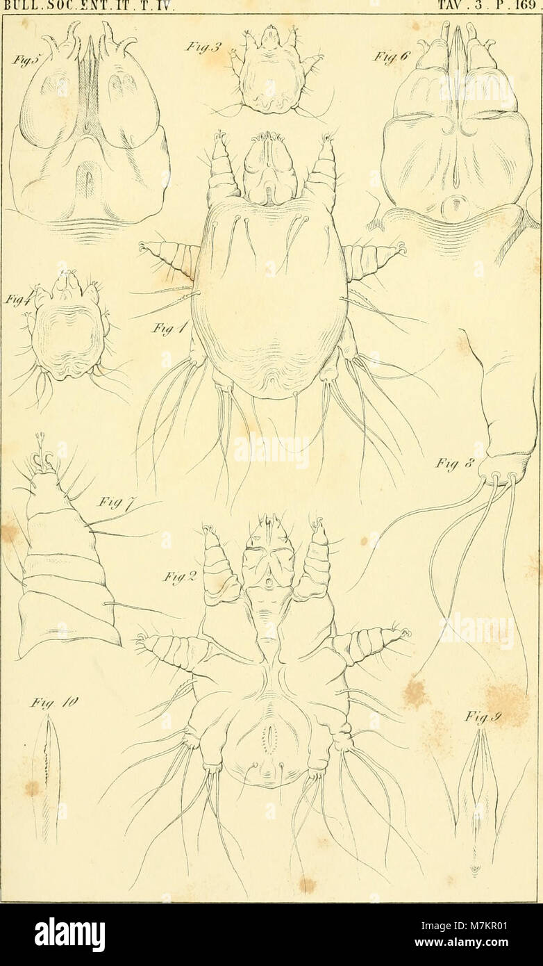 Bollettino della Società entomologica italiana (1871) (20205525309) Stock Photo