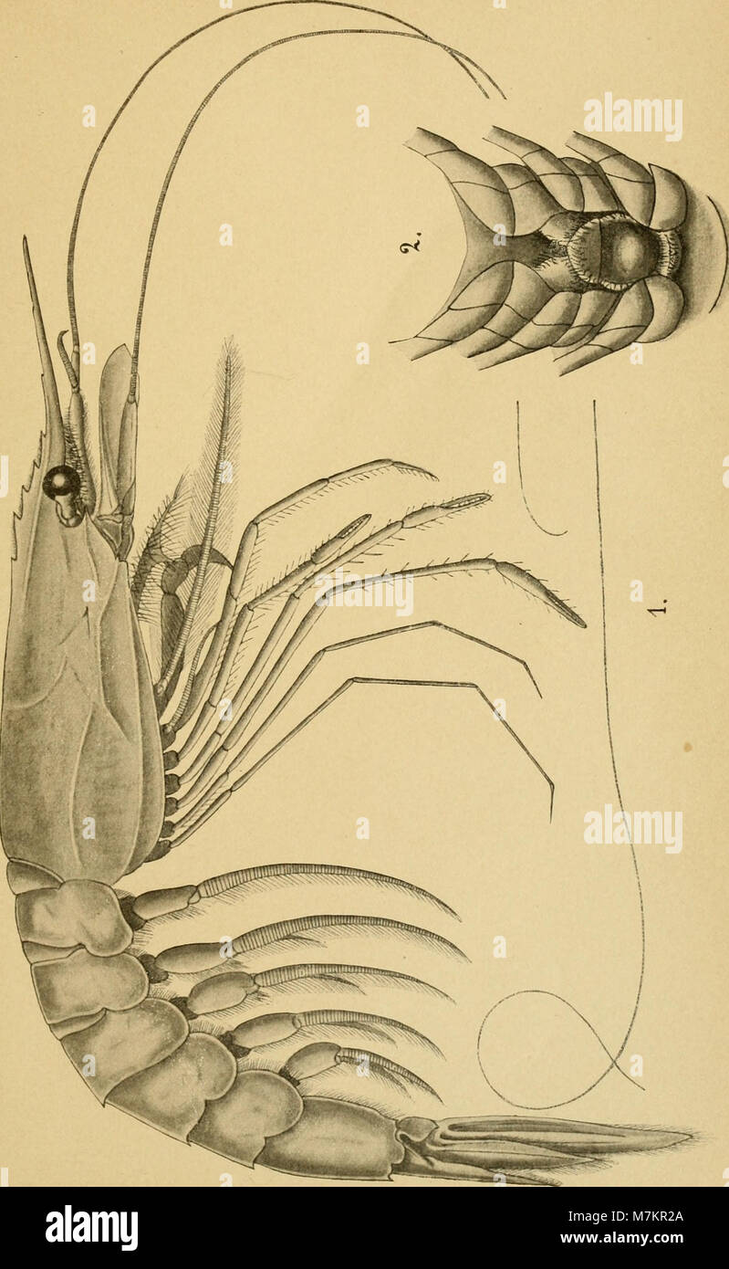 Bollettino della Società entomologica italiana (1902) (20398390141) Stock Photo