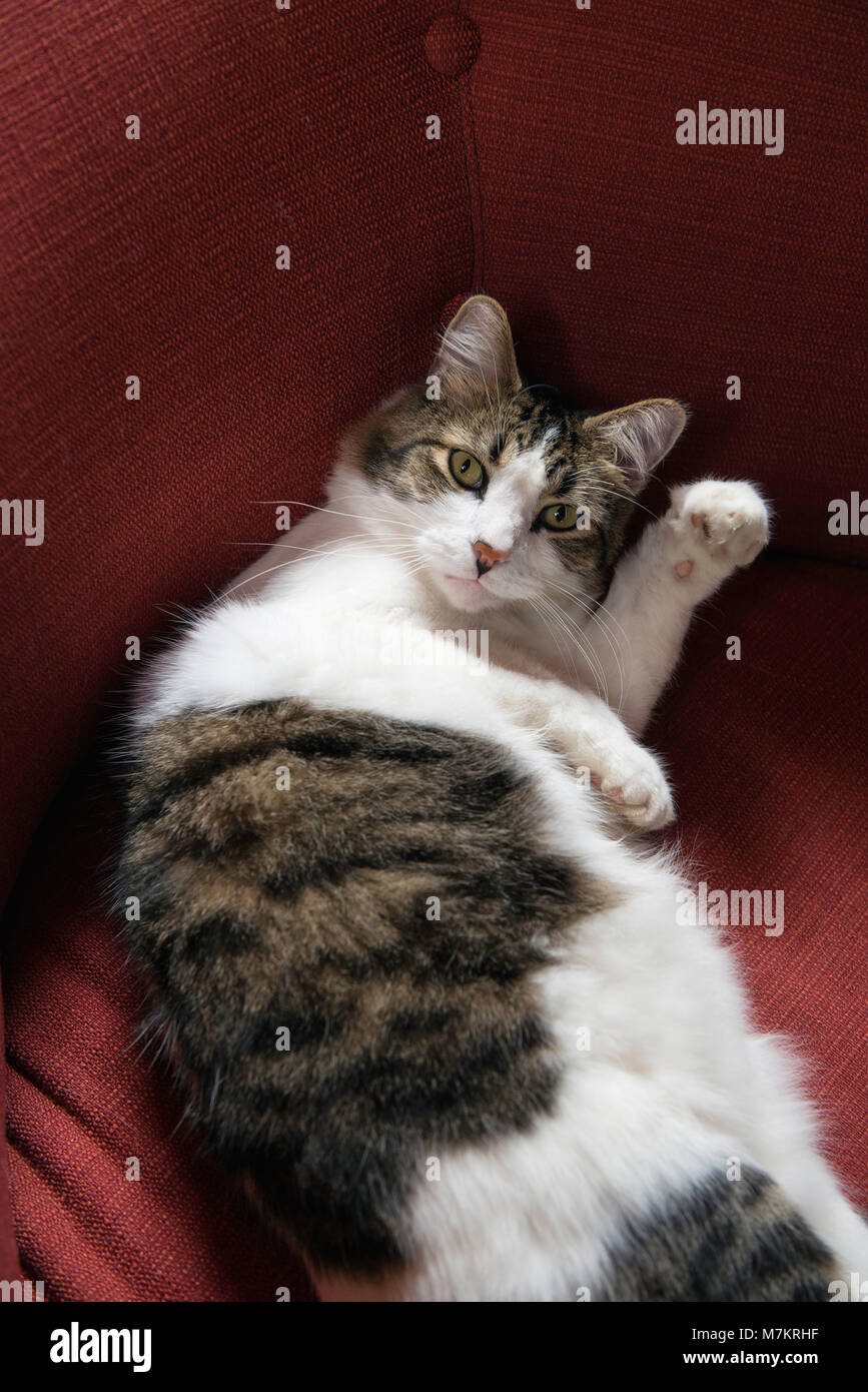 A white tabby cat reclining on a red chair. Stock Photo