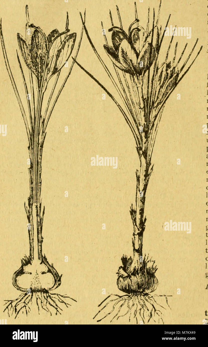 Botánica descriptiva. Compendio de la flora española. Estudio de las plantas que viven espontáneamente en España y de las más frecuentemente cultivadas que tienen aplicaciones en medicina, (20 0107 Stock Photo