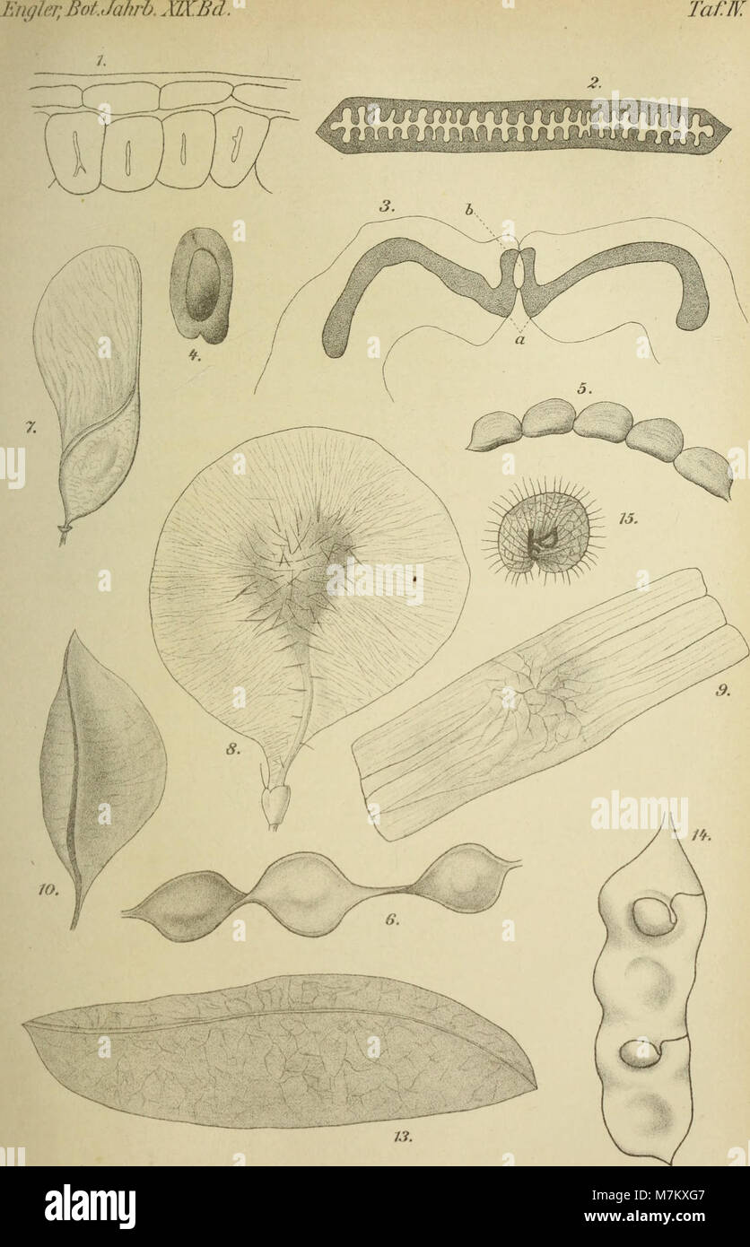 Botanische Jahrbücher für Systematik, Pflanzengeschichte und Pflanzengeographie (1894) (20375987736) Stock Photo